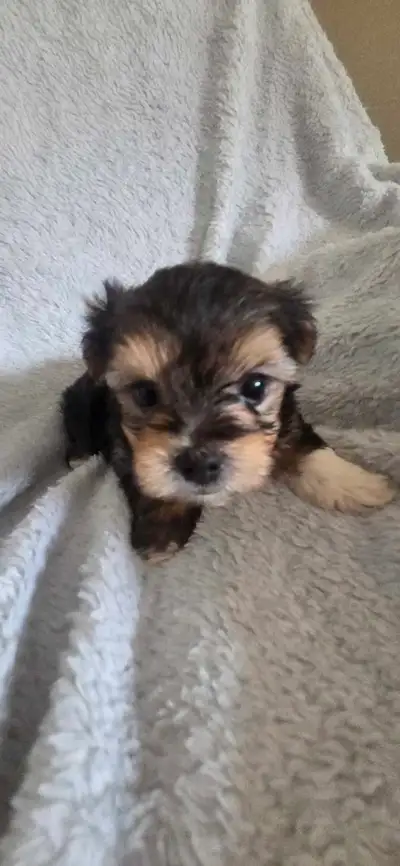 Morkie Puppies Only One Left!, View more