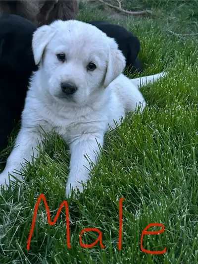lab mix puppies for sale, View more