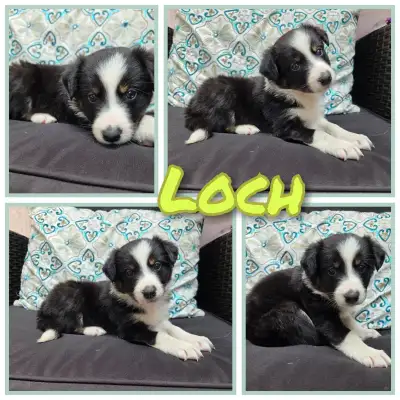 Border Collie pups (5 left), View more