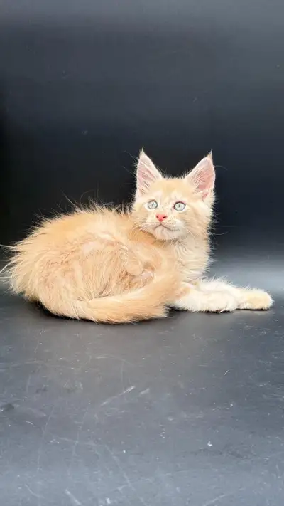 Maine Coon male purebred kitten, View more