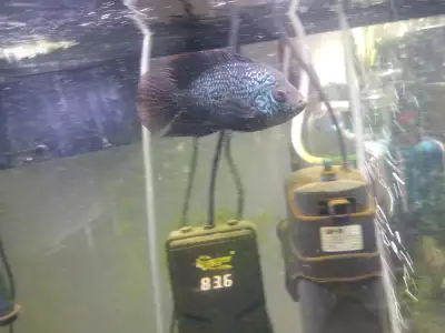 I have a Blue Flowerhorn 5.5" to 6" long excellent health eating large pellets. $60 firm Cash Only,N...
