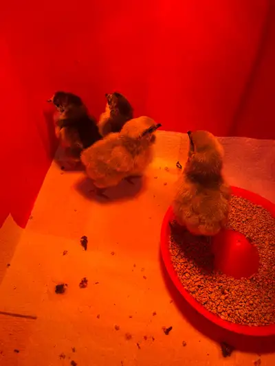 Two day old black Astrolops chicks available asking $11 each
