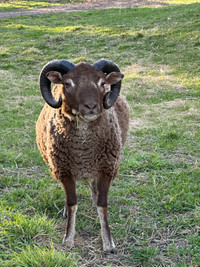 Purebred Shetland Ram.