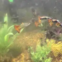Fancy Juvenile Guppies- male and female 