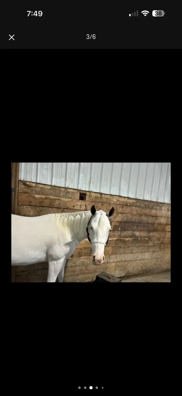 2022 Mare APHA  in Equestrian & Livestock Accessories in Red Deer - Image 4