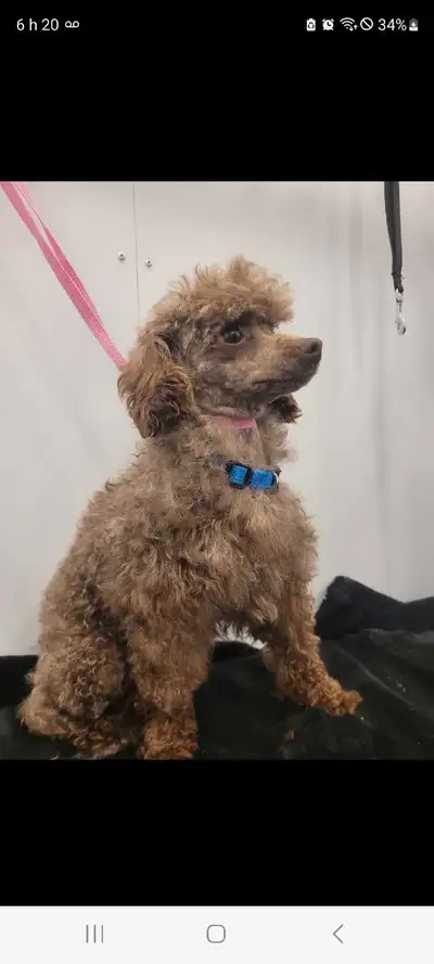 Mâle caniche toys non castrer 3 ans très gentil à accoupler 3 fois habituer ds maison super gentil r...