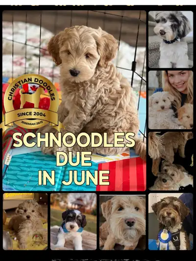 CHRISTIAN DOODLES. 21 years breeding quality Schnoodles with DNA cleared parents and grandparents RE...