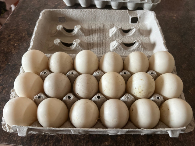 Duck eggs in Livestock in Strathcona County
