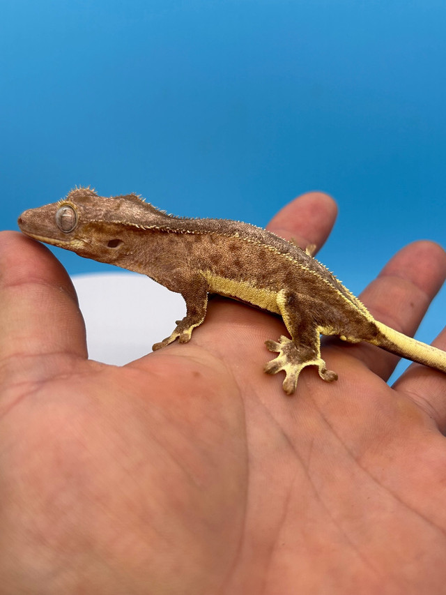 Crested Gecko in Reptiles & Amphibians for Rehoming in Mississauga / Peel Region