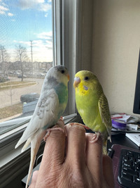 Quality Budgies  for rehoming 