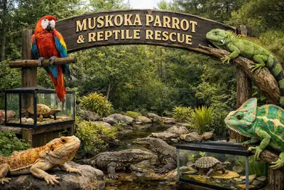muskoka parrot and reptile rescue , View more