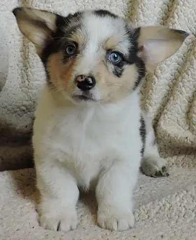 Pembroke Corgi Puppies- Only 4 left, View more