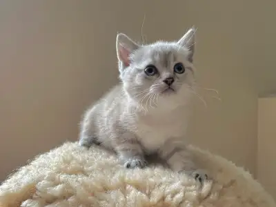 Dad is pure British shorthair and mom is a domestic shorthair. Welcome to have a look 2508642433