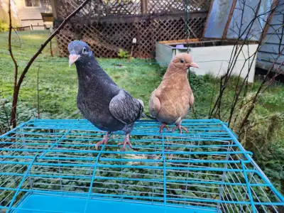 Young tame pigeons , View more