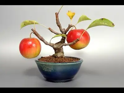 dwarf apple tree, View more