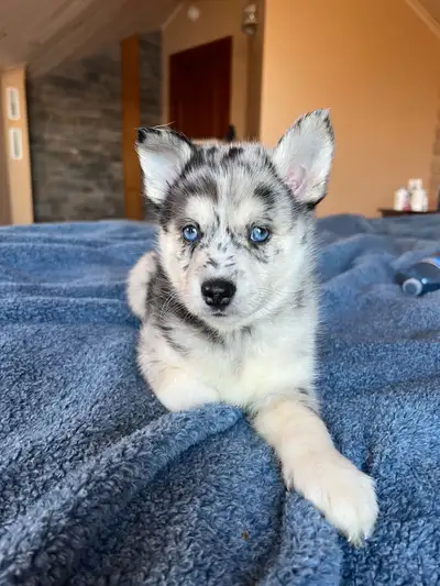 Nouvelle portée de Pomsky, View more