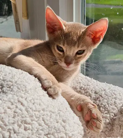 ❤️ABYSSIN STÉRILISÉ VACCINÉ2X MICROPUCÉ❤️, View more