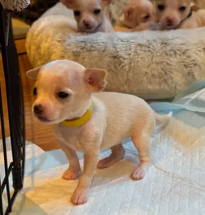 chihuahua dog in Dogs & Puppies for Rehoming in British Columbia