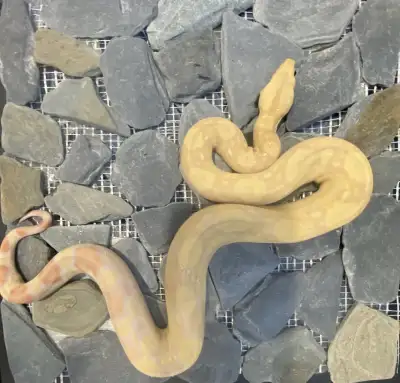 boa constrictor, View more