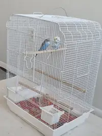 Budgies with cage