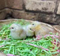 Easter egger chicks