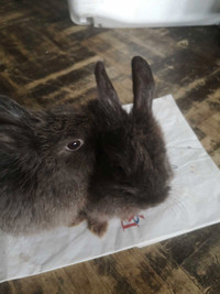 Small bunnies for rehoming