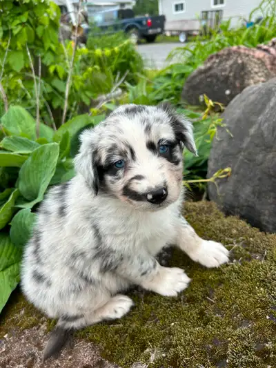 I have a litter of Australian shepherd puppies looking for their forever families. The red tri is a...