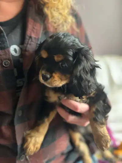 King Charles cavalier, View more