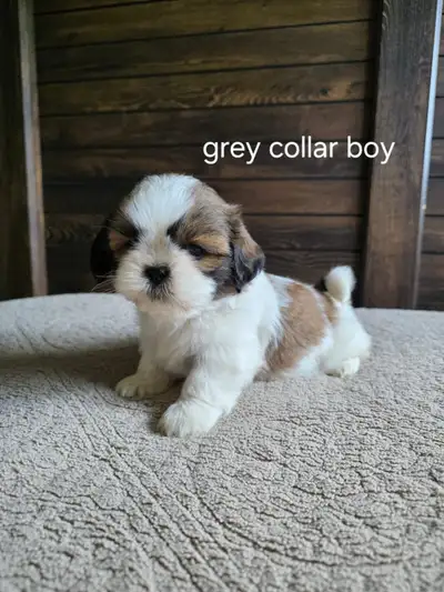 Shih Tzu puppies, View more