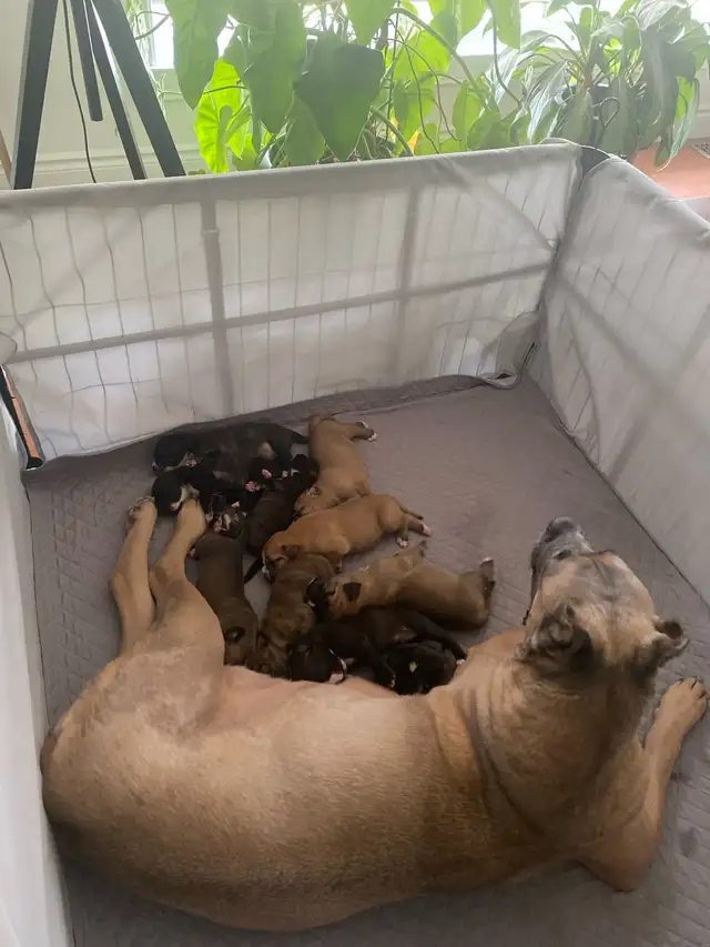 Argentino X Corso Puppies Have Arrived!!!!! in Dogs & Puppies for Rehoming in Barrie - Image 6