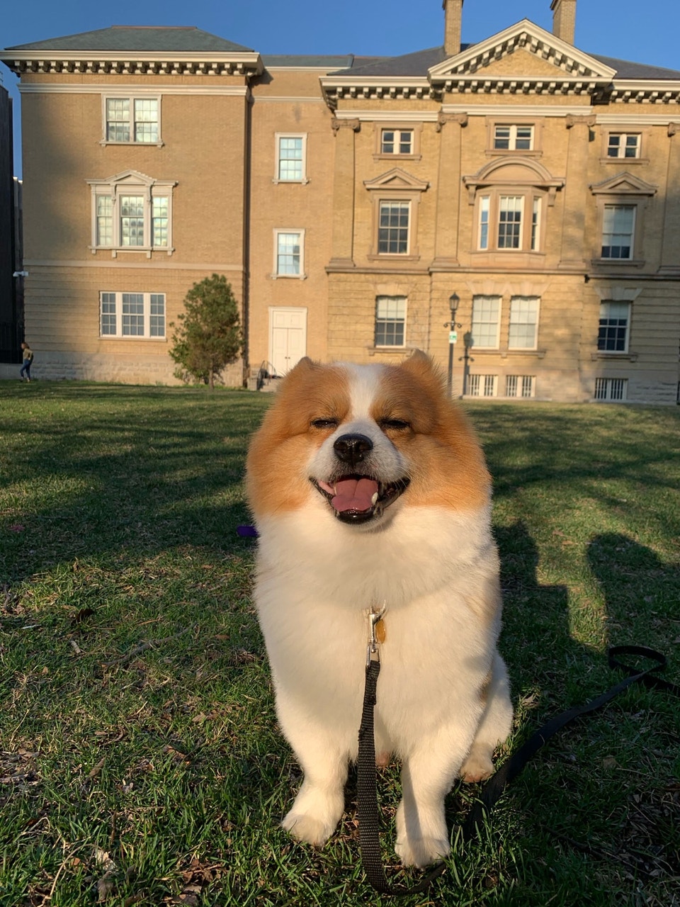 Simba Needs a New Home | Dogs & Puppies for Rehoming | Markham / York ...