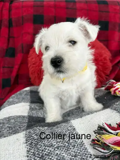 femelle westie, View more