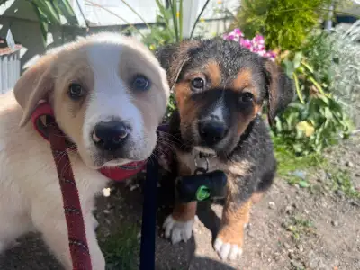 Shepsky collie x Akita mix puppies, View more