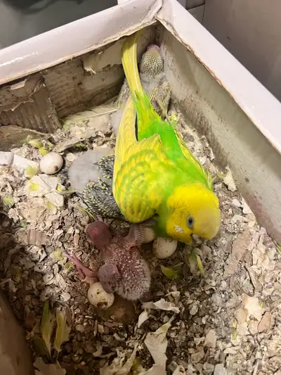 baby budgies for regime g , View more