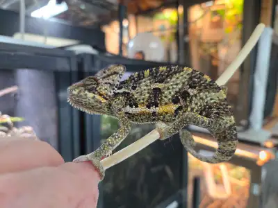 Veiled Chameleons for sale , View more