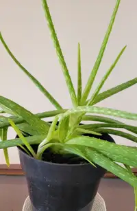 Aloe Vera Plant