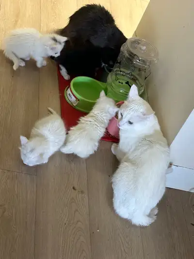 Kitties Ready to be rehomed, View more