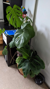 Monstera deliciosa, Banana, Coffee and Avocado pot