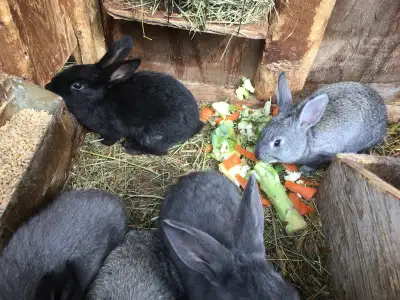 Selling 3 female rabbits born in September 2025, as well as 8 bunnies (baby rabbits) born 6 weeks ag...