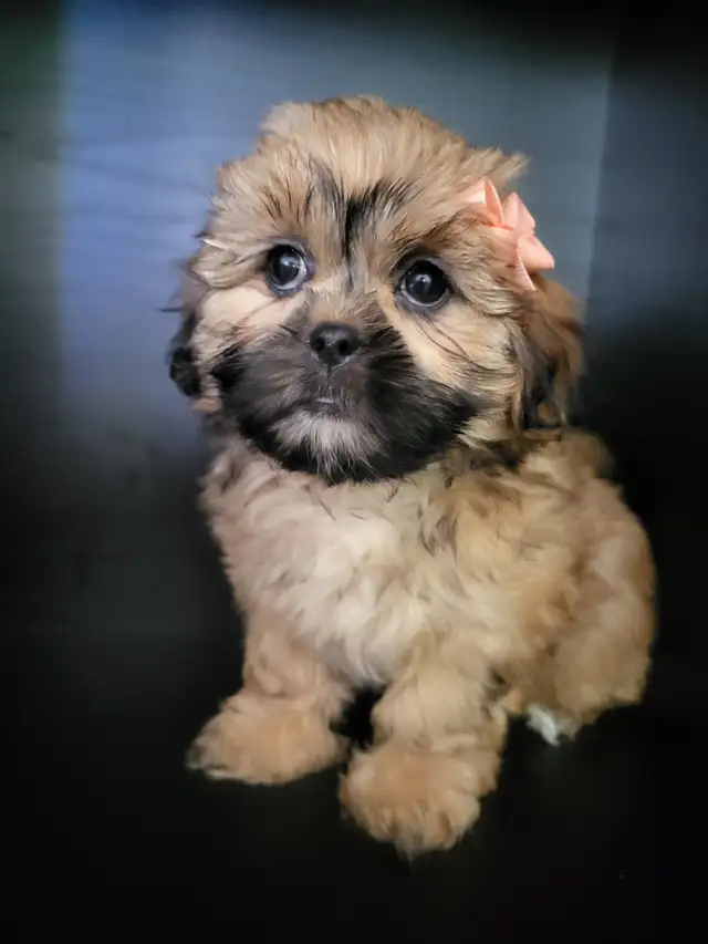 ❤️ BEAUTIFUL TOY SHIH POO PUPPIES ❤️ CKC BLOODLINES in Dogs & Puppies for Rehoming in Ottawa - Image 6
