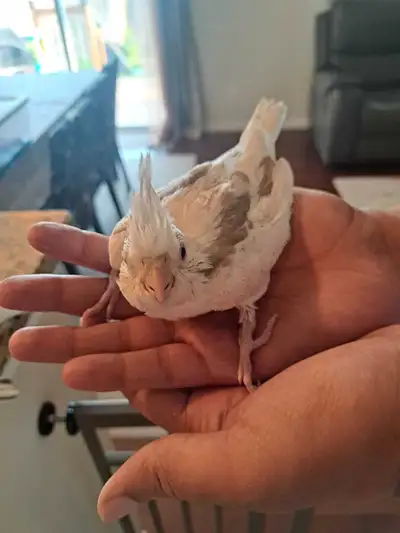 Six weeks old white face cockatiels baby avaliable..last one left.