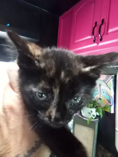 Cutest kittens really cuddly and full of love ! Deworm and defleas Really playful and love to cuddle