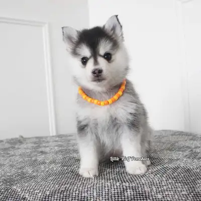 pomsky puppies *under 15lb, View more