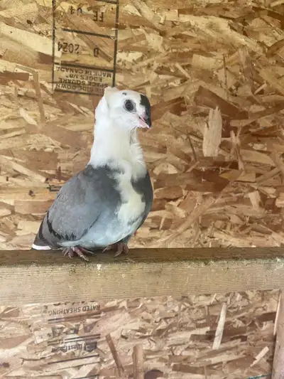 A pair of German chicks, male and female, $50 2