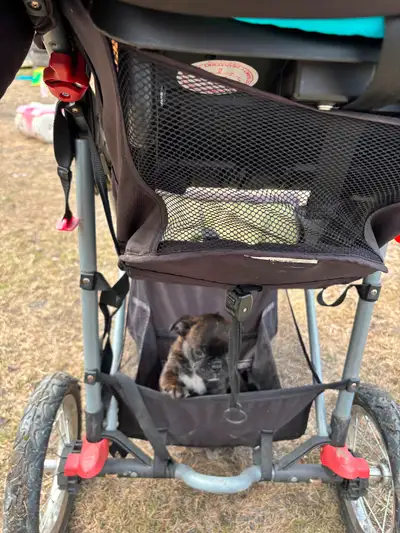 J’ai 4 mignon bébé dodu carlin x Boston sont adorable et prêt à partir tous des mâles 418-570-5297 p...