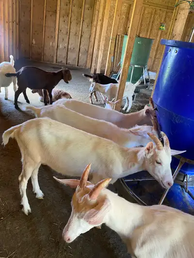 Meat Goats, View more