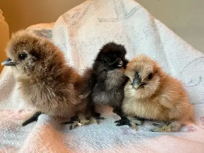 Three silkie chicks