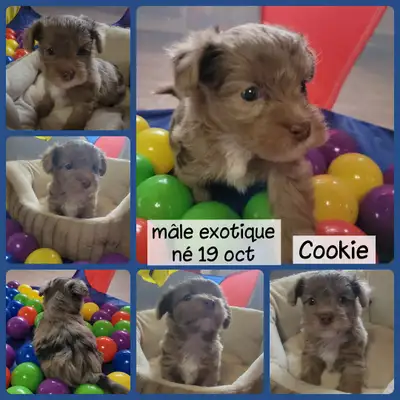 morkie faites vos réservations, View more