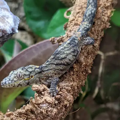 Chameleon Gecko/Eurydactylodes vieillardi, View more