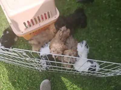 Havanese Pups-CKC Reg, View more